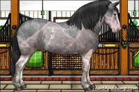 Horse Color:White Spotted Black Ice