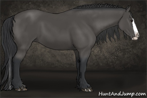 Horse Color:Black Splash 