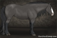 Horse Color:Black Splash 