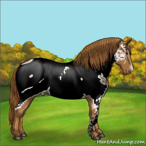 Horse Color:ERROR: UNKNOWN ANOMALY