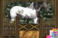 Horse Color:Brown Ice Onyx Tobiano Appaloosa