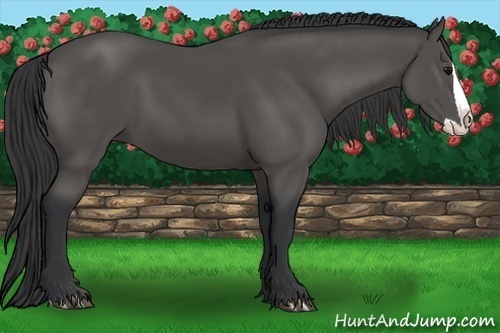 Horse Color:Black Splash