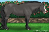 Horse Color:Black Splash