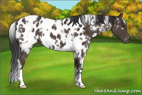 Horse Color:White Spotted Liver Chestnut Appaloosa 