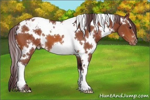 Horse Color:White Spotted Chocolate Bay Varnish