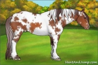 Horse Color:White Spotted Chocolate Bay Appaloosa