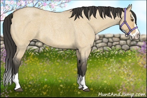 Horse Color:Buckskin Roan Dun Splash