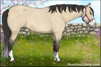 Horse Color:Buckskin Roan Dun Splash