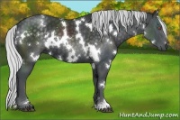 Horse Color:White Spotted Silver Black Chinchilla 