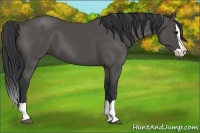 Horse Color:Black Splash