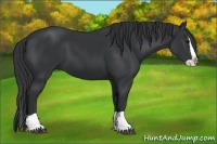 Horse Color:Black Splash