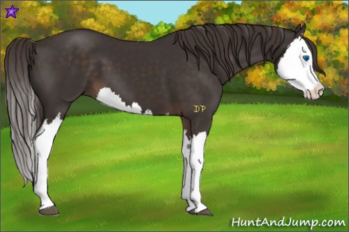 Horse Color:Liver Chestnut Splash 