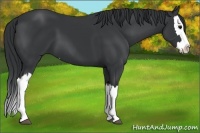 Horse Color:Black Splash