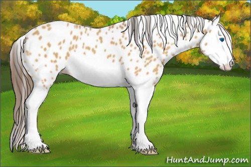 Horse Color:Bay Roan Dun Splash Appaloosa 