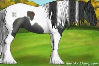 Horse Color:Black Tobiano 