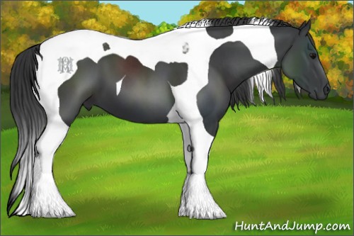 Horse Color:Black Tobiano 