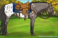 Horse Color:Grullo Appaloosa 