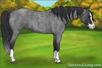 Horse Color:Blue Roan Splash 
