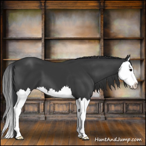 Horse Color:Black Splash 