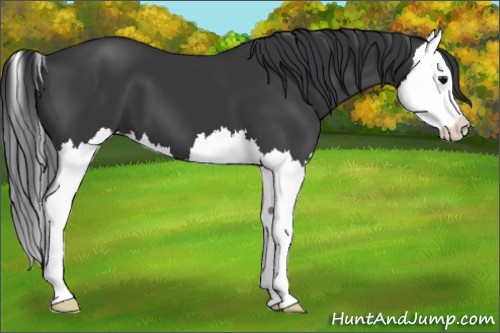 Horse Color:Black Splash 