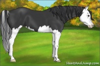 Horse Color:Black Splash