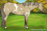 Horse Color:White Spotted Chocolate Palomino Dun 