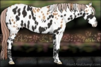 Horse Color:White Spotted Gold Champagne Appaloosa  and White Spotted Liver Chestnut Appaloosa 
