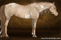 Horse Color:White Spotted Liver Chestnut Pearl Appaloosa 