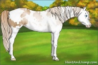 Horse Color:White Spotted Liver Chestnut Pearl Splash Appaloosa 