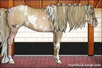 Horse Color:White Spotted Liver Chestnut Pearl Appaloosa 