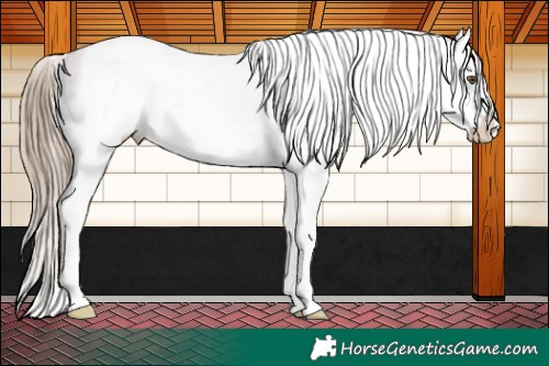 Horse Color:White Spotted Liver Chestnut Pearl Appaloosa 