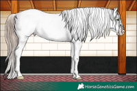 Horse Color:White Spotted Liver Chestnut Pearl Appaloosa 