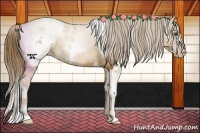 Horse Color:White Spotted Liver Chestnut Pearl Snowcap