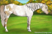 Horse Color:White Spotted Liver Chestnut Pearl Appaloosa