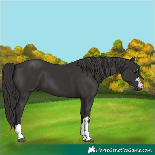 Horse Color:Smoky Black 