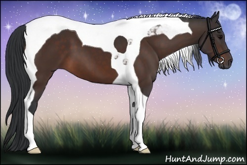 Horse Color:Brown Tobiano 