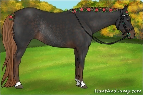 Horse Color:Liver Chestnut Rabicano 