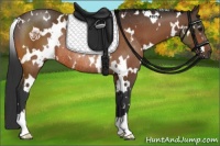 Horse Color:White Spotted Bay Rabicano