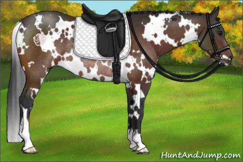Horse Color:White Spotted Bay Rabicano