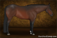 Horse Color:Gray Bay 