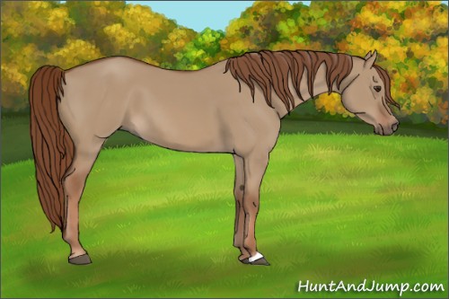 Horse Color:Red Dun