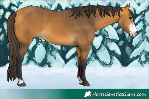 Horse Color:Buckskin Sabino 