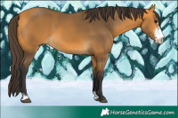 Horse Color:Buckskin Sabino 
