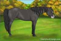 Horse Color:Black Splash