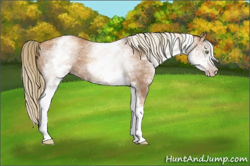 Horse Color:Gray White Spotted Gold Champagne 