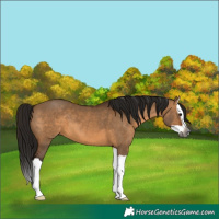 Horse Color:Gray Bay Dun Splash 