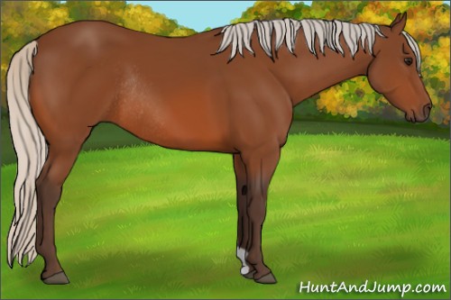 Horse Color:Silver Bay Rabicano