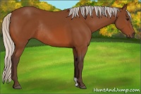 Horse Color:Silver Bay Rabicano