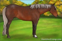 Horse Color:Silver Brown