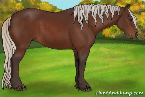 Horse Color:Silver Bay 